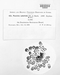 Puccinia substriata image